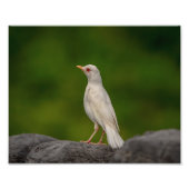10x8 Albino Robin in Crown Point Fotodruck (Vorne)