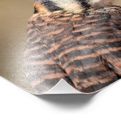 10x8 amerikanisches Kestrel Fotodruck (Ecke)