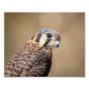 10x8 amerikanisches Kestrel Fotodruck