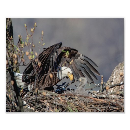 10x8 Bald Adler mit ihrem Baby Fotodruck (Vorne)