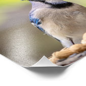 10x8 Blue Jay mit Erdnuss Fotodruck (Ecke)
