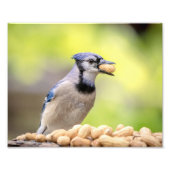 10x8 Blue Jay mit Erdnuss Fotodruck (Vorne)