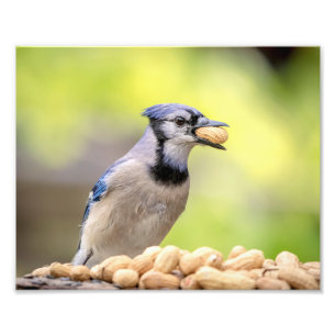 10x8 Blue Jay mit Erdnuss Fotodruck