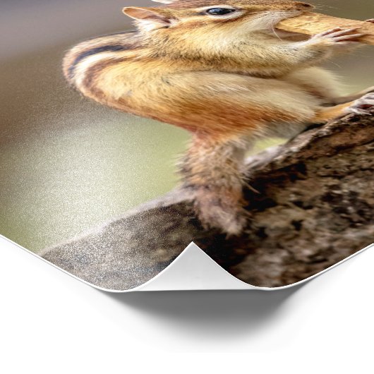 10x8 Chipmunk isst Erdnuss Fotodruck (Ecke)