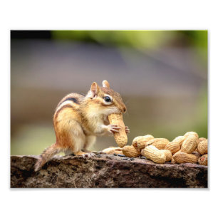 10x8 Chipmunk isst Erdnuss Fotodruck