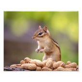 10x8 Chipmunk mit Erdnüssen Fotodruck (Vorne)