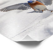 10x8 Eastern Bluebird tanzen im Schnee Fotodruck (Ecke)