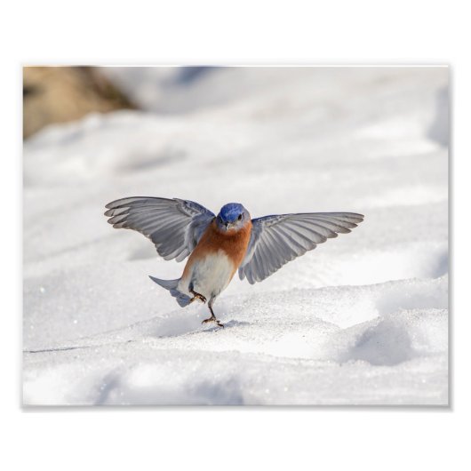 10x8 Eastern Bluebird tanzen im Schnee Fotodruck (Vorne)