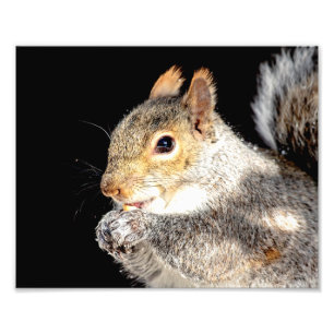 10x8 Eichhörnchen, das eine Nuss isst Fotodruck