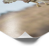 10x8 Eintauchen in Red Tail Hawk Hovering Fotodruck (Ecke)