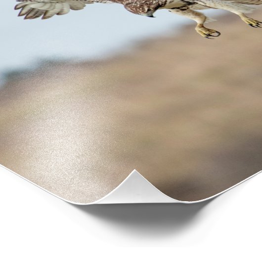 10x8 Eintauchen in Red Tail Hawk Hovering Fotodruck (Ecke)