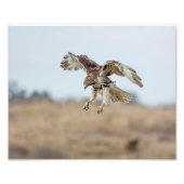 10x8 Eintauchen in Red Tail Hawk Hovering Fotodruck (Vorne)