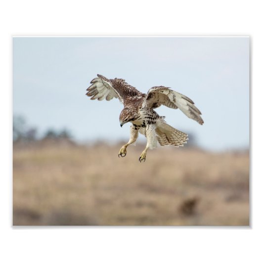 10x8 Eintauchen in Red Tail Hawk Hovering Fotodruck (Vorne)