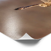 10x8-Eule mit Kurzem Ohr Fotodruck (Ecke)