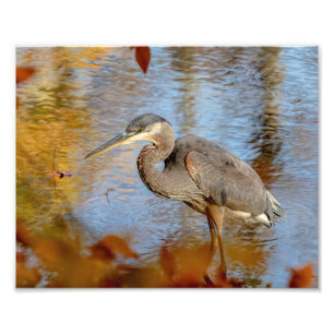 10x8 Große Blaue Heron gerahmt mit Abfall-Blattwer Fotodruck