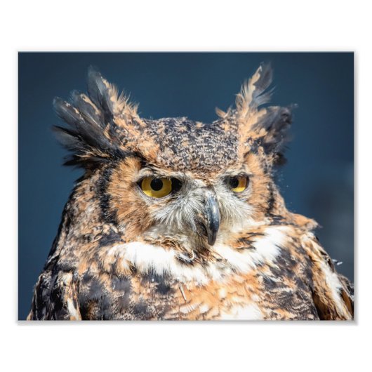 10x8 Großes Horned Owl Portrait Fotodruck (Vorne)