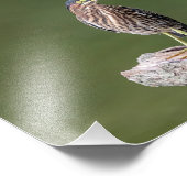 10x8 Grüner Heron auf einem Log Fotodruck (Ecke)