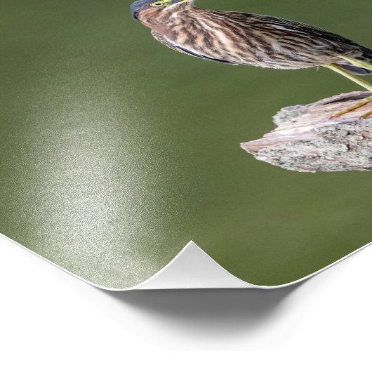 10x8 Grüner Heron auf einem Log Fotodruck (Ecke)
