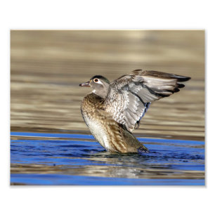10x8 Holzente klopfte ihre Flügel Fotodruck