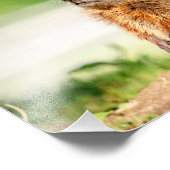 10x8 Junge Groundhog Fotodruck (Ecke)