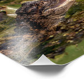 10x8 Junger Alligator Fotodruck (Ecke)