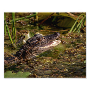 10x8 Junger Alligator Fotodruck