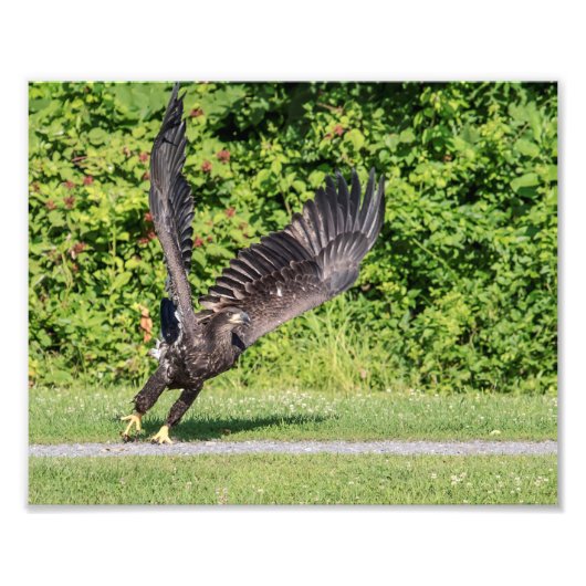 10x8 Juvenile Bald Adler Fotodruck (Vorne)