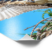 10x8 Juvenile Osprey im Nest Fotodruck (Ecke)