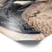 10x8 Kanadische Gans Fotodruck (Ecke)