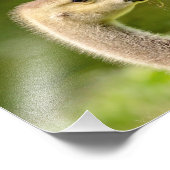 10x8 Kanadische Gans (Gänse) Fotodruck (Ecke)