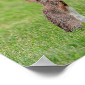 10x8 Kaninchen stehend im Gras und schüchtern auss Poster (Ecke)