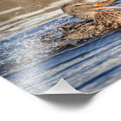 10x8 Mallard Duck im Downing Park Fotodruck (Ecke)