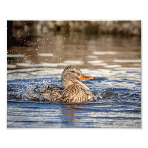 10x8 Mallard Duck im Downing Park Fotodruck