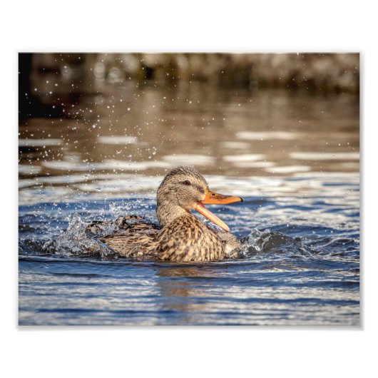10x8 Mallard Duck im Downing Park Fotodruck (Vorne)