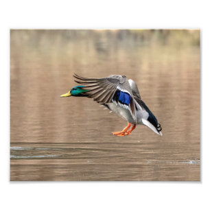 10x8 Mallard Duck im Flug Fotodruck