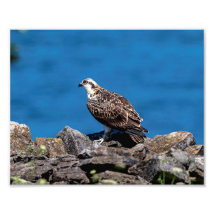 10x8 Osprey auf den Felsen Fotodruck