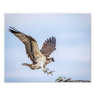 10x8 Osprey Landung im Nest Fotodruck