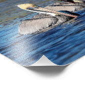 10x8 Paar Pelikane Fotodruck (Ecke)