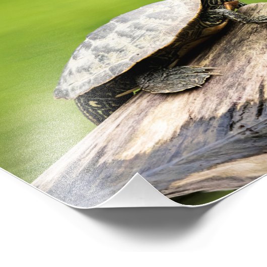 10x8 Painted Turtle on a log Fotodruck (Ecke)