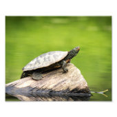10x8 Painted Turtle on a log Fotodruck (Vorne)