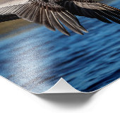 10x8 Pelican im Flug Fotodruck (Ecke)