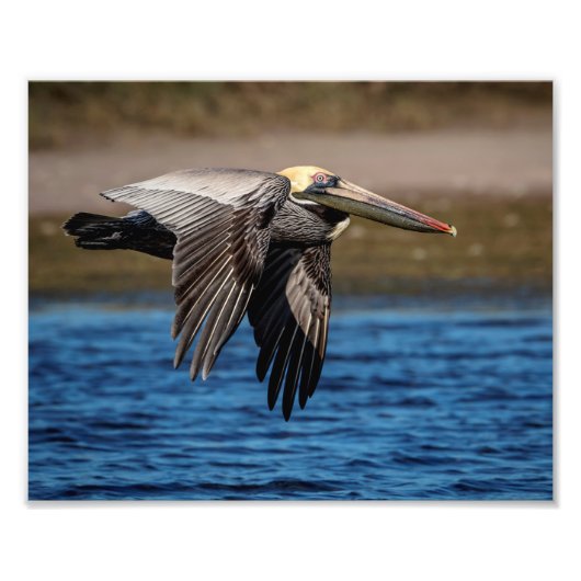 10x8 Pelican im Flug Fotodruck (Vorne)