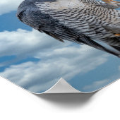 10x8 Peregrine Falcon entlang des Hudson River Poster (Ecke)