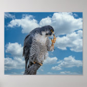 10x8 Peregrine Falcon entlang des Hudson River Poster (Vorne)