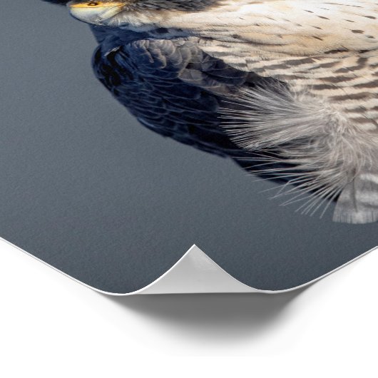 10x8 Peregrine Falcon entlang des Hudson River Poster (Ecke)