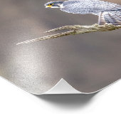 10x8 Peregrine Falcon im Palisades Interstate Fotodruck (Ecke)