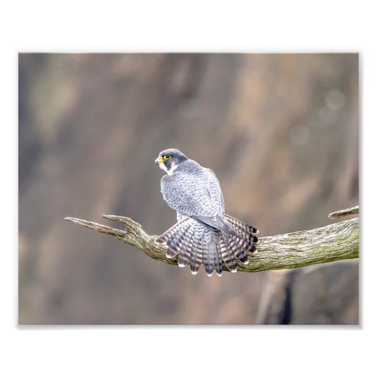 10x8 Peregrine Falcon im Palisades Interstate Fotodruck (Vorne)