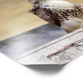 10x8 Portrait eines roten Schwanzfalken Fotodruck (Ecke)