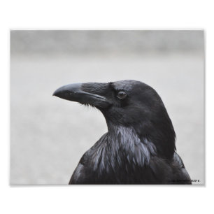 10X8 Raven the Magnificent! Fotodruck