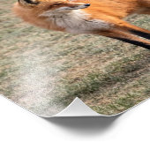 10x8 Red Fox in einem Feld Fotodruck (Ecke)